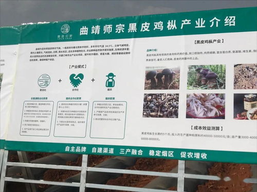 云南國發有機肥技術助力師宗煙草產業，推動土壤改良與環保發展